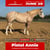 Annuncio cavallo