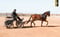 Horse ad