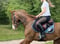 Horse ad