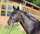 Annuncio cavallo