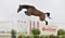 Horse ad