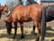 Annuncio cavallo