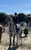 Horse ad