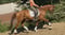 Horse ad