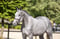 Annuncio cavallo