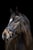 Annonce cheval