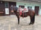 Annuncio cavallo