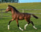 Horse ad