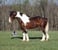 Annuncio cavallo