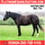 Horse ad