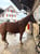 Anuncio de caballos