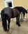 Annonce cheval