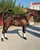 Anuncio de caballos