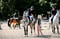 Horse ad