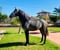 Horse ad