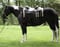 Horse ad