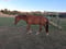 Horse ad