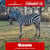 Paardadvertentie