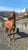 Horse ad