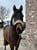 Horse ad