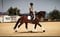 Horse ad