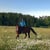 Horse ad