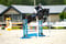 Annonce cheval