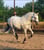 Horse ad
