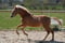 Annuncio cavallo