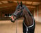 Horse ad