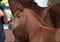 Horse ad