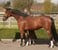 Annuncio cavallo