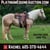 Horse ad