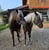 Horse ad