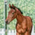 Horse ad