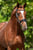 Anuncio de caballos