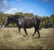 Annuncio cavallo