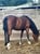 Horse ad