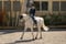 Horse ad