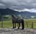 Horse ad