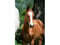 Anuncio de caballos