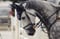 Horse ad
