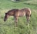 Annuncio cavallo