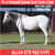Horse ad