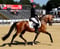 Horse ad