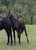 Horse ad