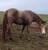 Horse ad