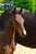 Annuncio cavallo