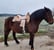 Horse ad