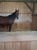 Horse ad